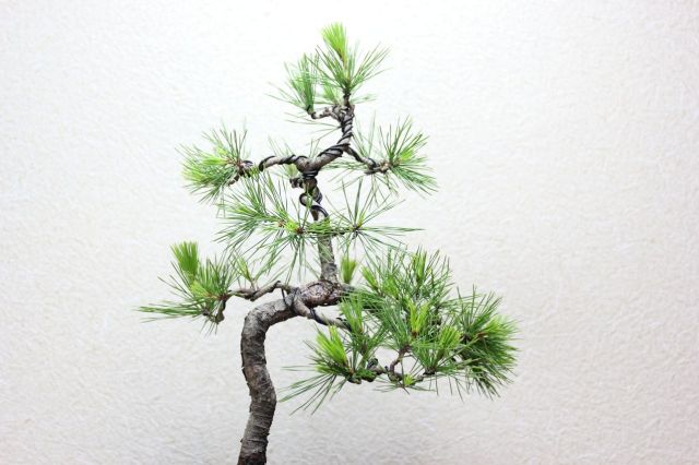赤松,苔,苔玉,ミニ盆栽,盆栽通販,