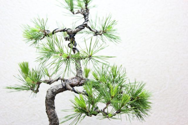 【大品　赤松盆栽】売約済　　　　⭕9/9到着指定、専用❗ 赤松盆栽（1）