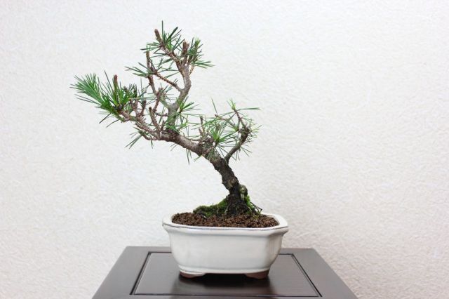 八ツ房,苔,苔玉,ミニ盆栽,盆栽通販,