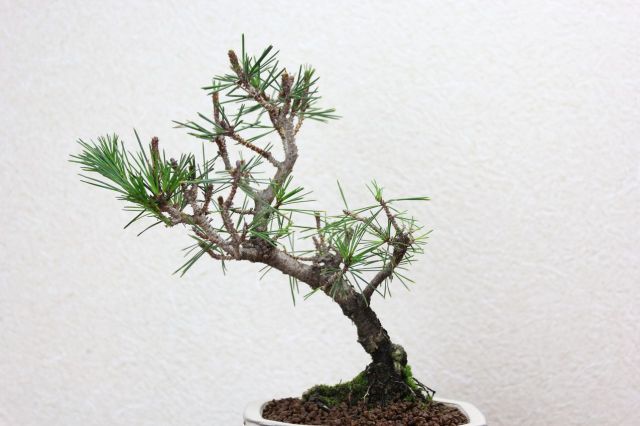 八ツ房,苔,苔玉,ミニ盆栽,盆栽通販,