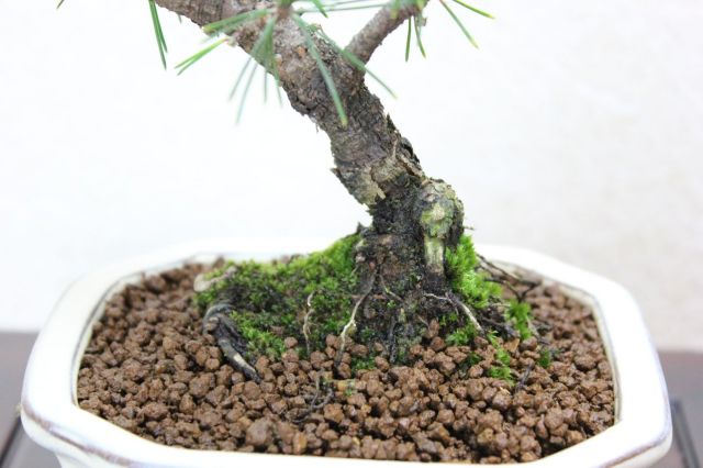 八ツ房,苔,苔玉,ミニ盆栽,盆栽通販,