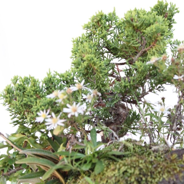 真柏　山木　八海山系　根連なり　石付き 真柏 石付き 小品盆栽