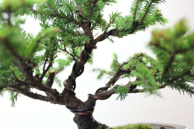 エゾ松,苔,苔玉,ミニ盆栽,盆栽通販,