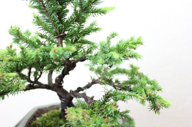 エゾ松,苔,苔玉,ミニ盆栽,盆栽通販,