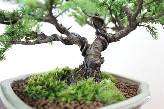 エゾ松,苔,苔玉,ミニ盆栽,盆栽通販,