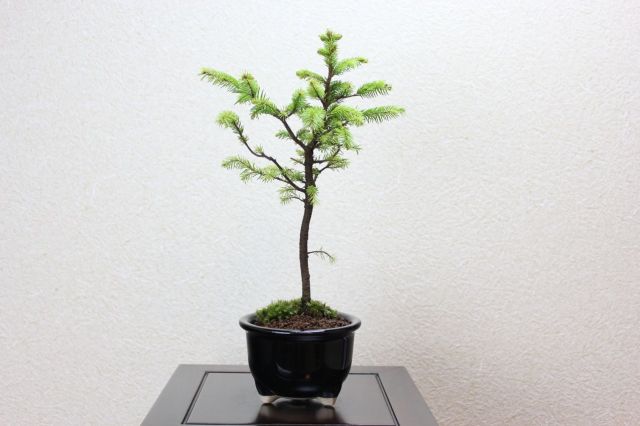 エゾ松,苔,苔玉,ミニ盆栽,盆栽通販,