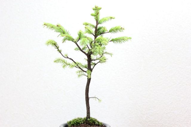 エゾ松,苔,苔玉,ミニ盆栽,盆栽通販,