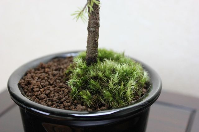 エゾ松,苔,苔玉,ミニ盆栽,盆栽通販,
