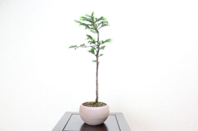 エゾ松,苔,苔玉,ミニ盆栽,盆栽通販,