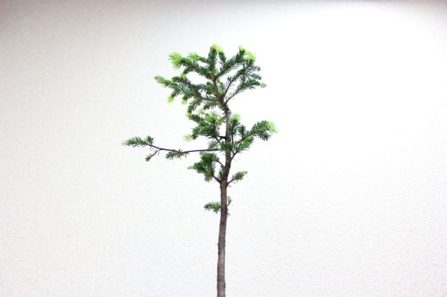 エゾ松,苔,苔玉,ミニ盆栽,盆栽通販,
