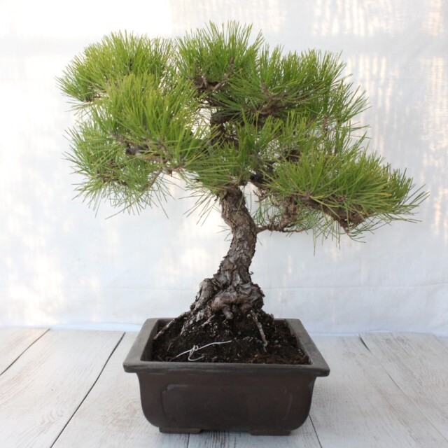 黒松（クロマツ）盆栽 SS005 xb25080112_1.jpg