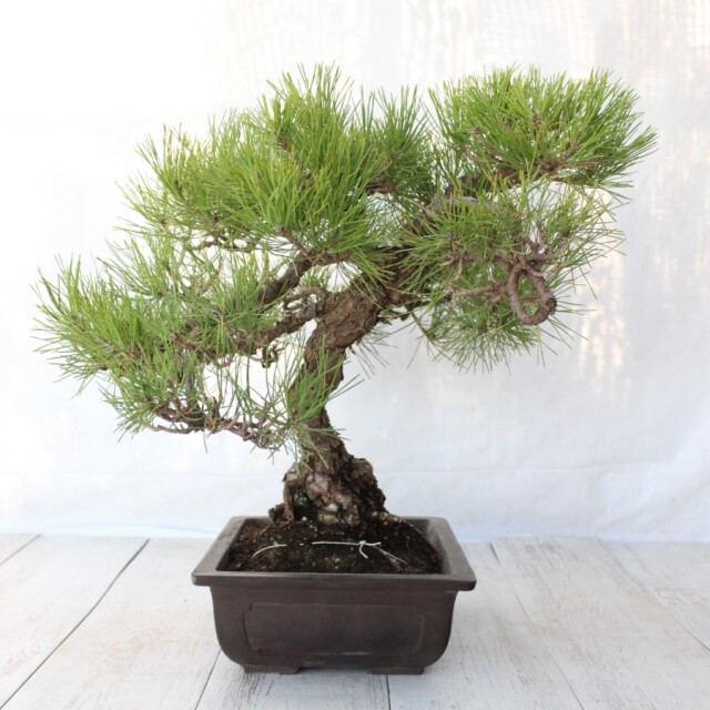 黒松盆栽★ 黒松 盆栽