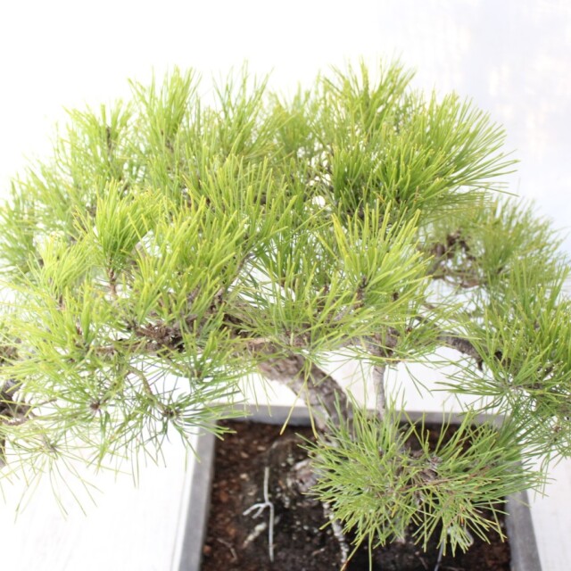 黒松盆栽★ 黒松 盆栽