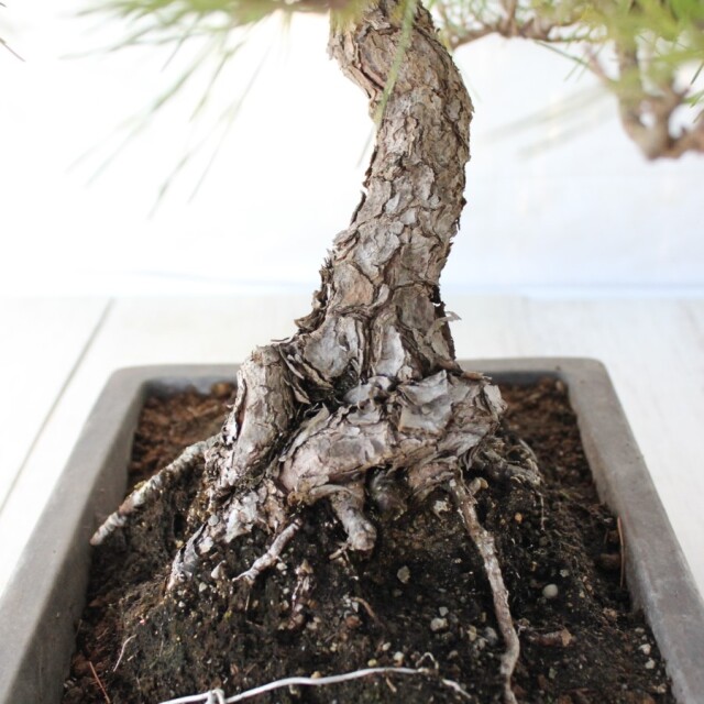 黒松盆栽★ 黒松 盆栽