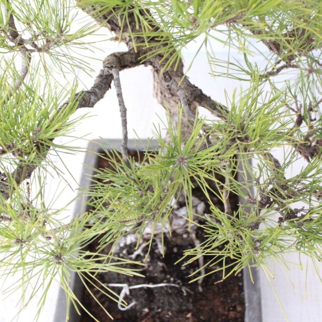 黒松の盆栽 約43cm 黒松 盆栽