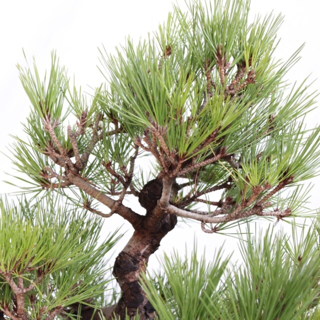 盆栽　赤松 Amazon.co.jp: 栽培セット The BONSAI 赤松【盆栽栽培キット/1個