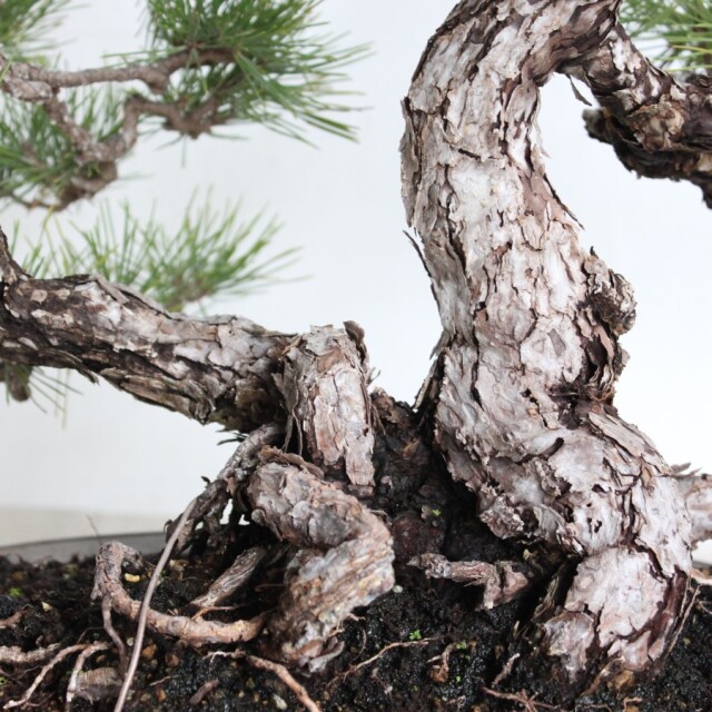 黒松 盆栽