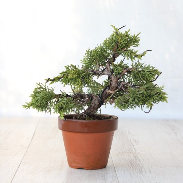 真柏　小品盆栽