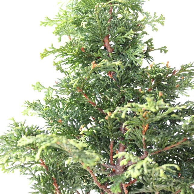 【小品 双幹 津山桧盆栽】　　⭕お洒落な一品❗真柏… 津山檜 小品盆栽