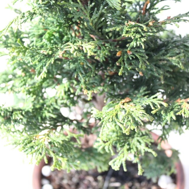 津山檜 小品盆栽