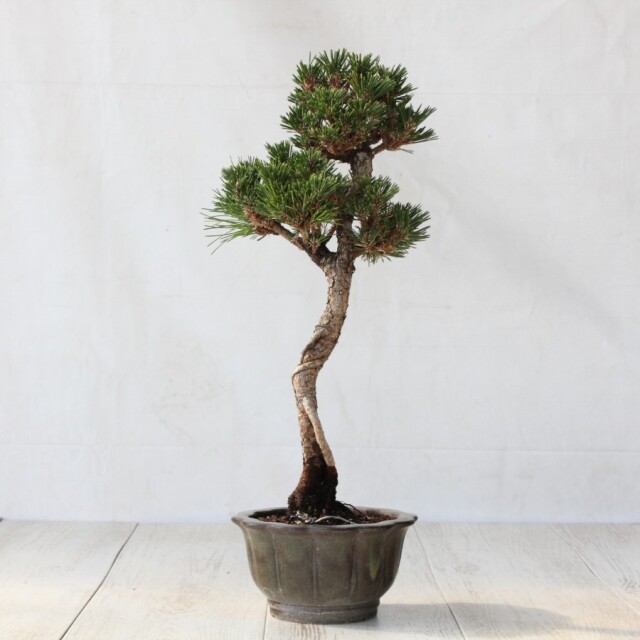 158 盆栽　盆栽鉢　植木鉢　和鉢　松寿 Amazon | Leaf88 盆栽鉢 10x10x6.5cm 3.5号 4号 グレー 植木鉢