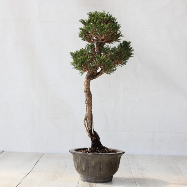 寿松 盆栽