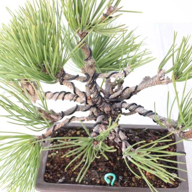 黒松 盆栽 盆栽 黒松/盆栽、多肉植物、塊根植物、観葉植物通販/KIDORI -キドリ-