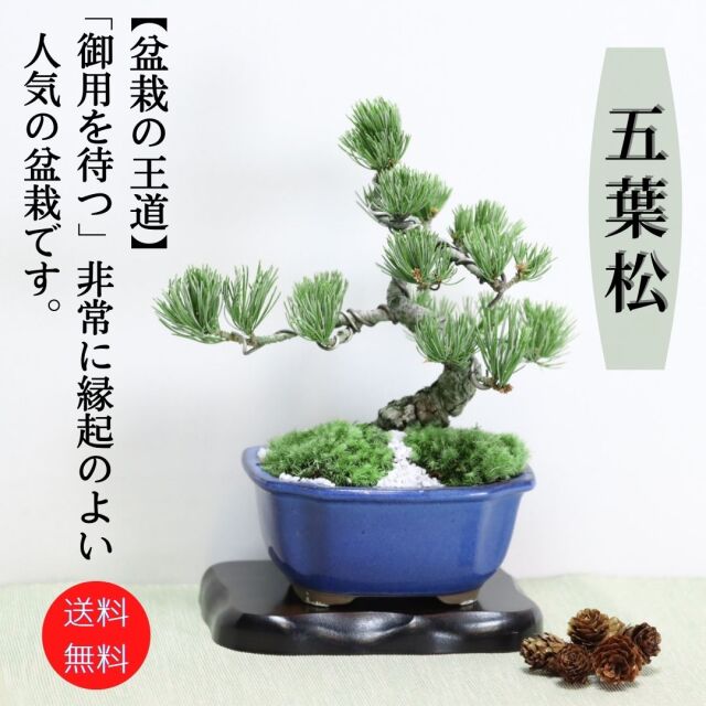 【送料無料】小品盆栽　四国五葉松　祝い ギフト gift 誕生日祝 開店祝 御祝 御結婚祝い プレゼントにも bonsai
