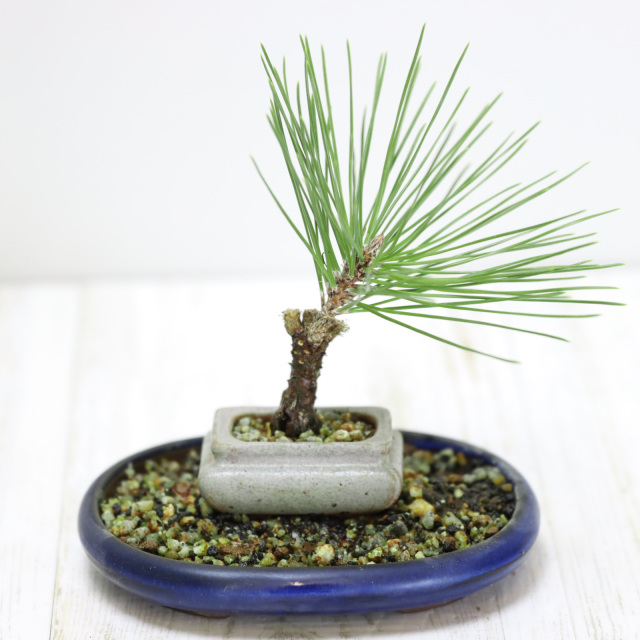 盆栽 翠緑盆栽展 ｜ 日本盆栽協同組合