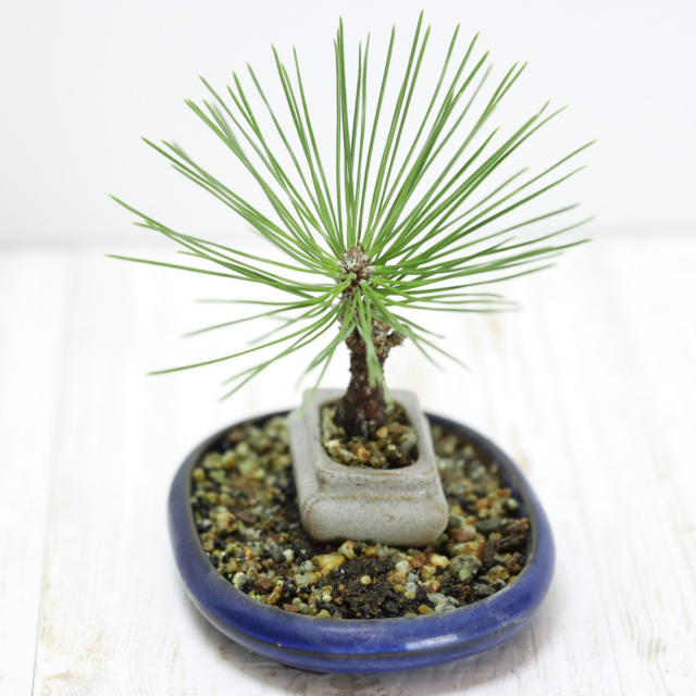 送料無料】錦松盆栽 小品盆栽 豆盆栽 ミニ盆栽 受け皿付き bonsai