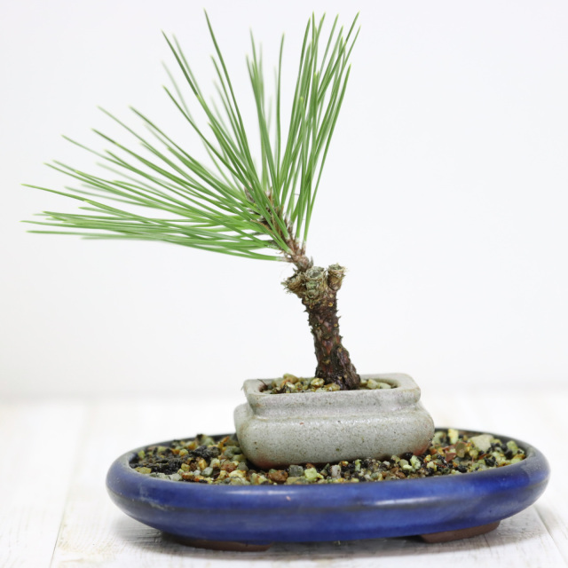送料無料】錦松盆栽 小品盆栽 豆盆栽 ミニ盆栽 受け皿付き bonsai