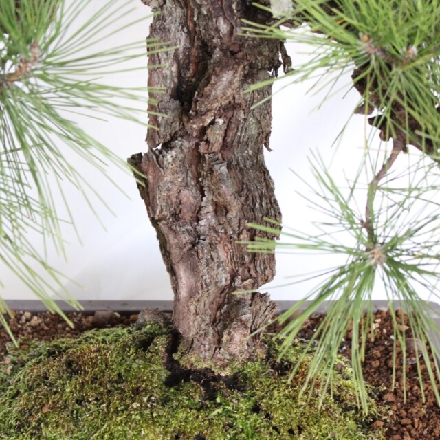 盆栽 小盆栽 錦松(夢錦)-1 盆栽 小盆栽 錦松(夢錦