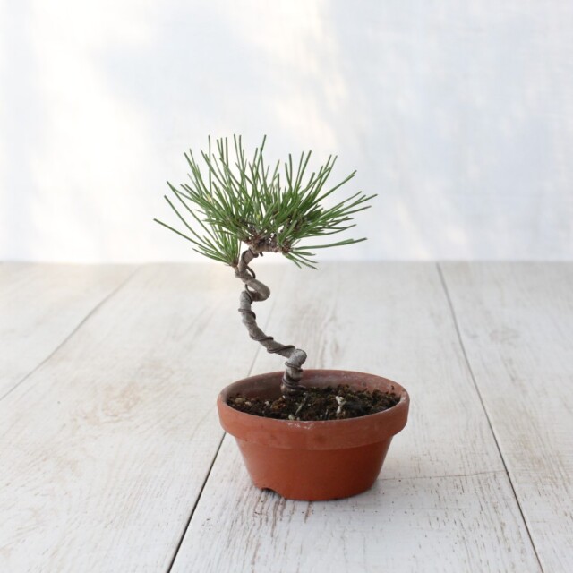 黒松 小品盆栽 素材 針金かけ、植え替え済