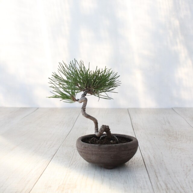 ⭕️黒松★【盆栽】　小品 黒松盆栽（くらま鉢）くろまつ クロマツ kuromatu ミニ盆栽 小品