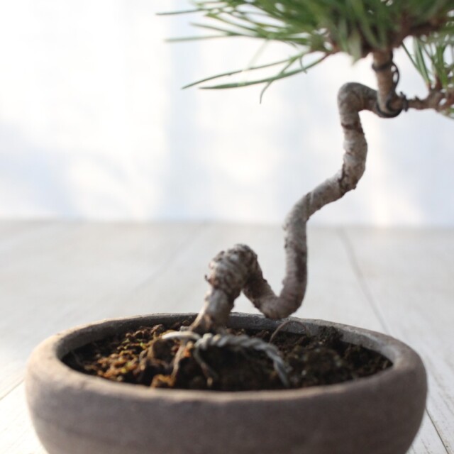黒松 小品盆栽