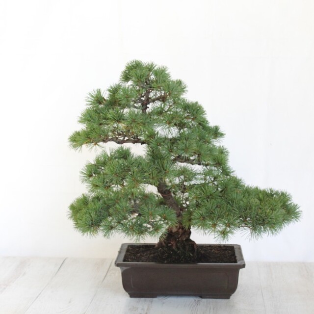 五葉松　大品盆栽