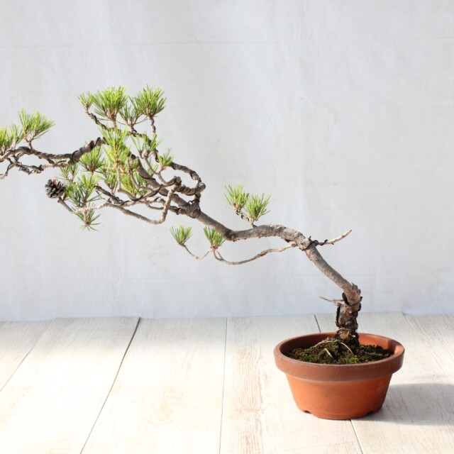 赤松　盆栽