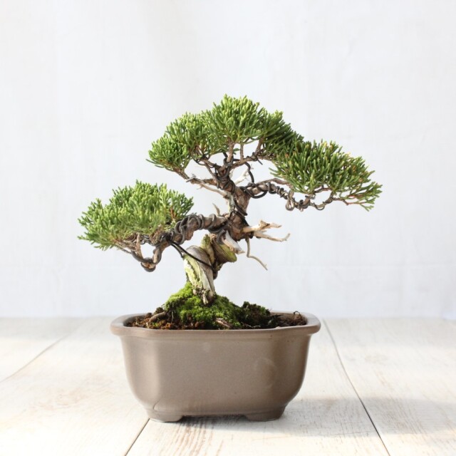 真柏　小品盆栽