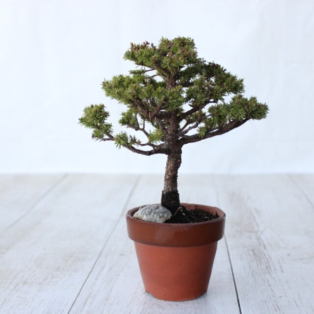 小品盆栽イソザンシヨオ エゾ松 小品盆栽