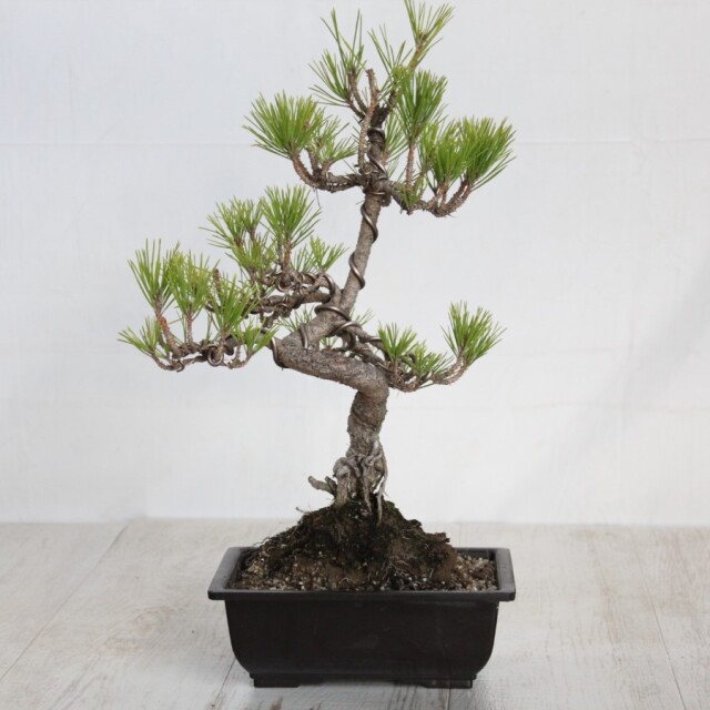 文*作様 黒松 小品盆栽 文*作様 黒松 小品盆栽 園芸ネット本店｜クロマツ（黒松）：小品盆栽