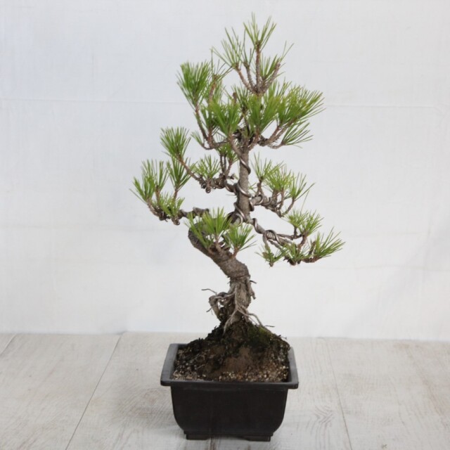 黒松盆栽⑧☆ 楽天市場】【千寿盆栽】 盆栽 BONSAI 松の木（黒松：クロマツ