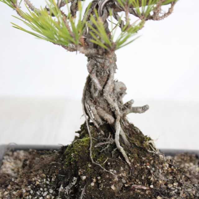 黒松　小品盆栽 bonsaiukiyoe | 黒松 #盆栽 #黒松 #ミニ盆栽 #小品盆栽 #bonsai