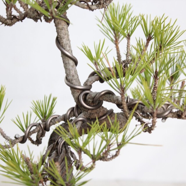 黒松盆栽⑧☆ 一点物 マツ(松)ミカワクロマツ(三河黒松) 盆栽仕立て 8号(1鉢