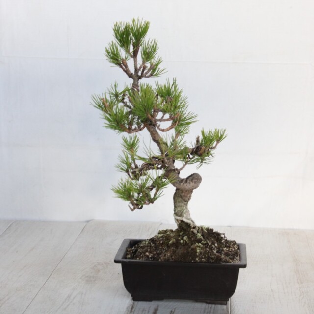 黒松　小品盆栽