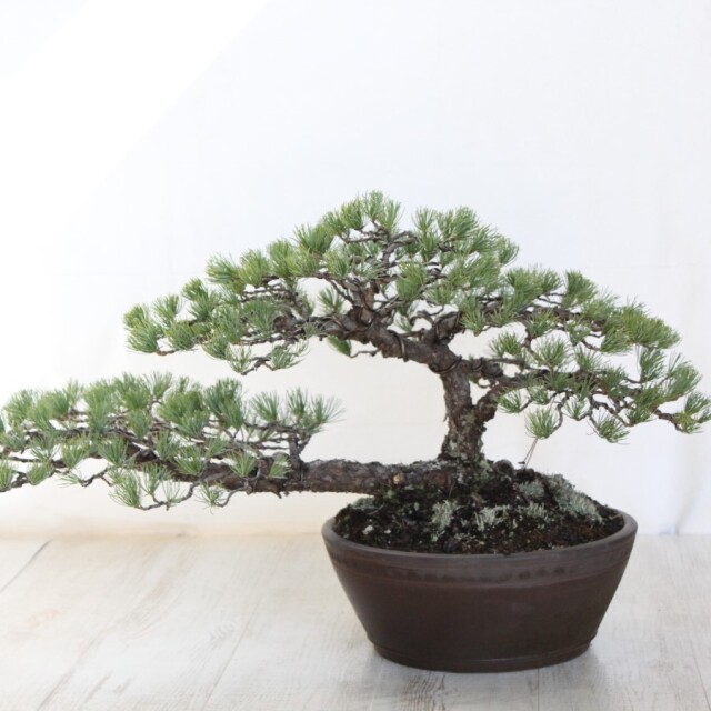 五葉松　中品盆栽