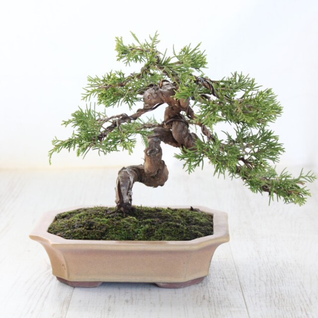 真柏　小品盆栽