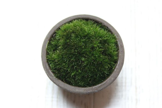 苔ぼん,苔,苔玉,ミニ盆栽,盆栽通販,