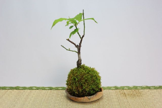 苔玉,苔,苔玉,ミニ盆栽,盆栽通販,