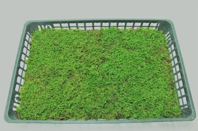 山苔　苔ぼっくりさん専用　2トレー分 スギゴケ 杉苔 1平米 60cm×30cm(トレー6枚) 1箱 コケ 園芸 日本