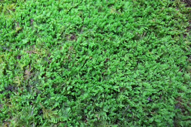 ハイ苔トレイ